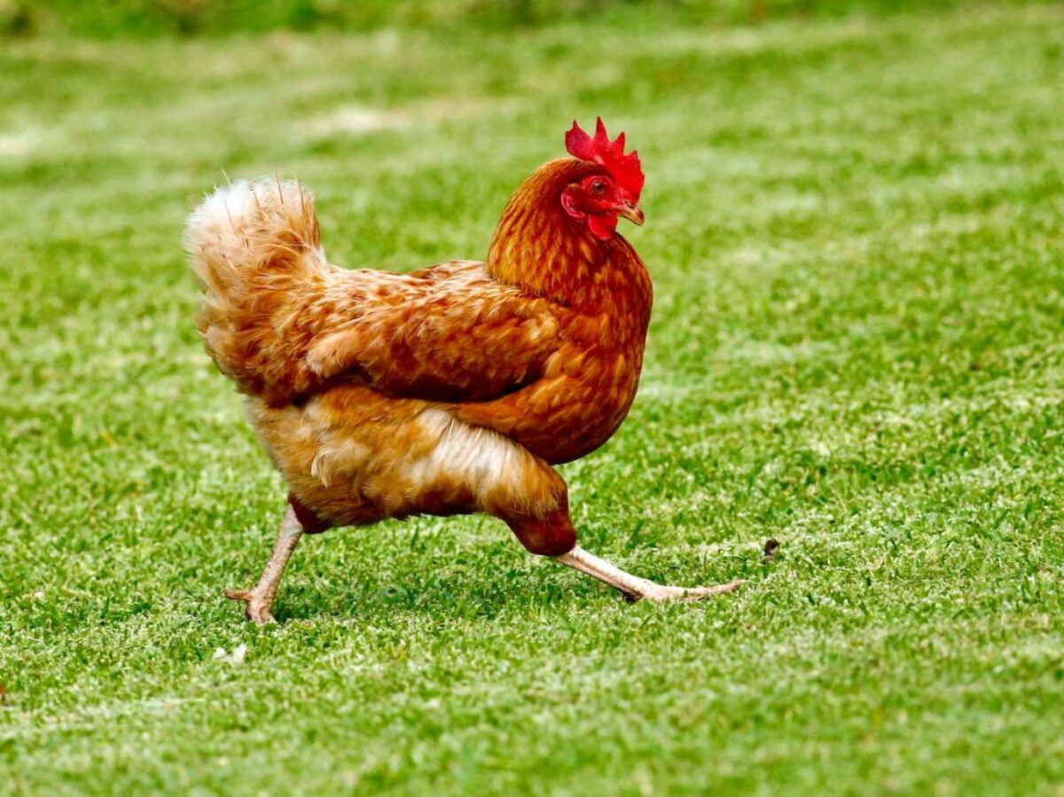 brown chicken on green grass field during daytime