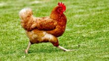 brown chicken on green grass field during daytime