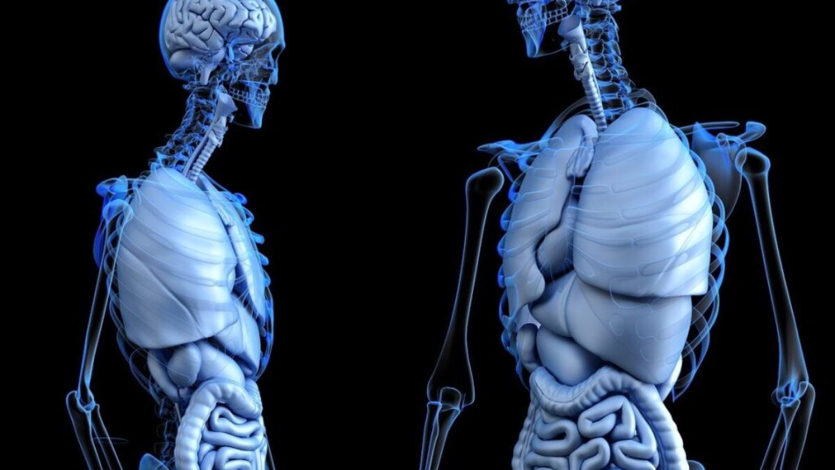 anatomical, anatomy, body