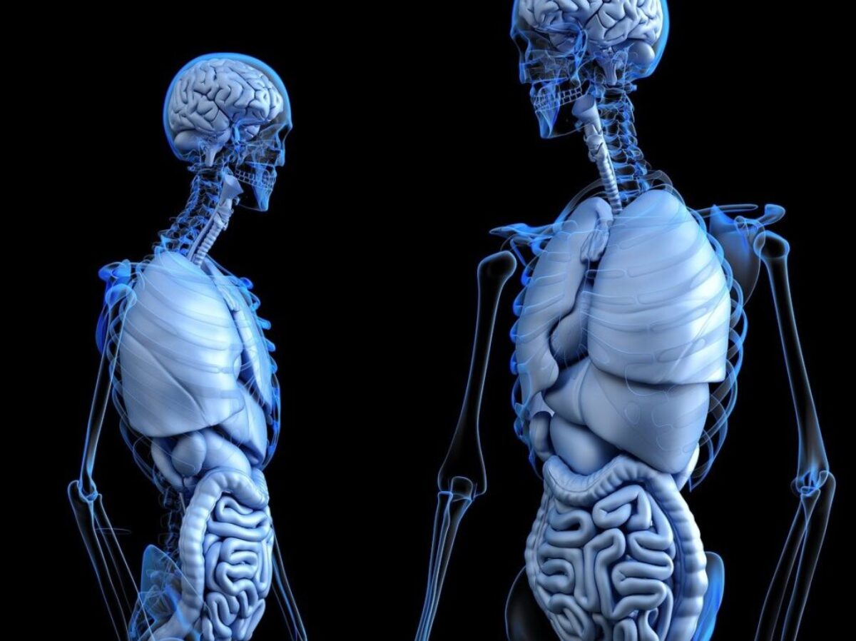 anatomical, anatomy, body