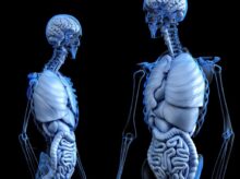 anatomical, anatomy, body