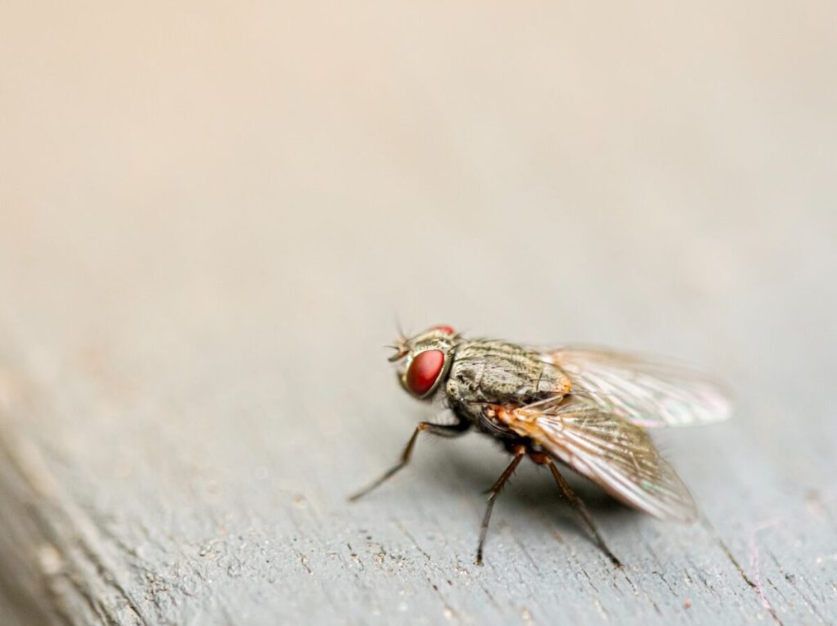 housefly on board
