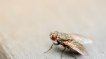 housefly on board