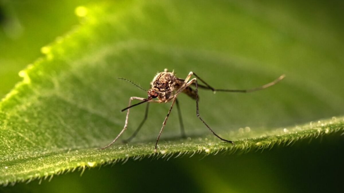 a close up of a mosquito on a leaf