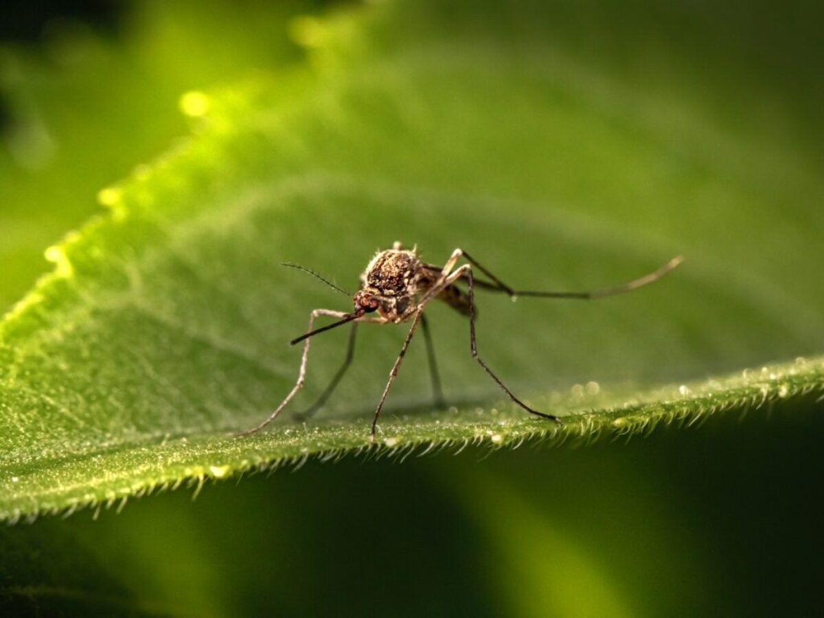 a close up of a mosquito on a leaf