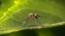 a close up of a mosquito on a leaf