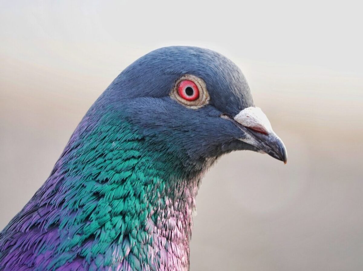bird, pigeon, avian