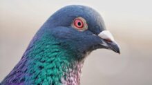 bird, pigeon, avian