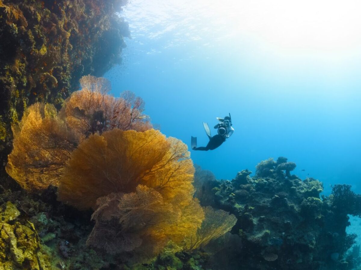 a person swimming in the ocean near a coral reef