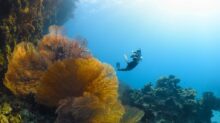 a person swimming in the ocean near a coral reef