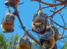 brown and gray squirrel on brown tree branch during daytime