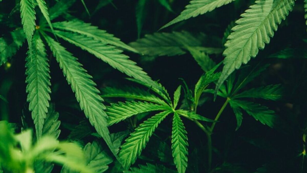 closeup photo of cannabis plant