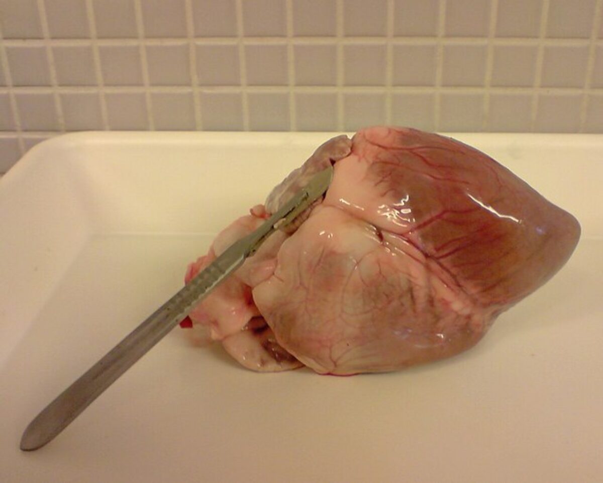 Prasečí srdce, pig heart