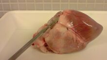 Prasečí srdce, pig heart