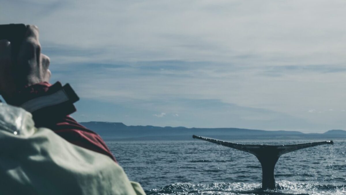 photo of black whale in ocean during daytime