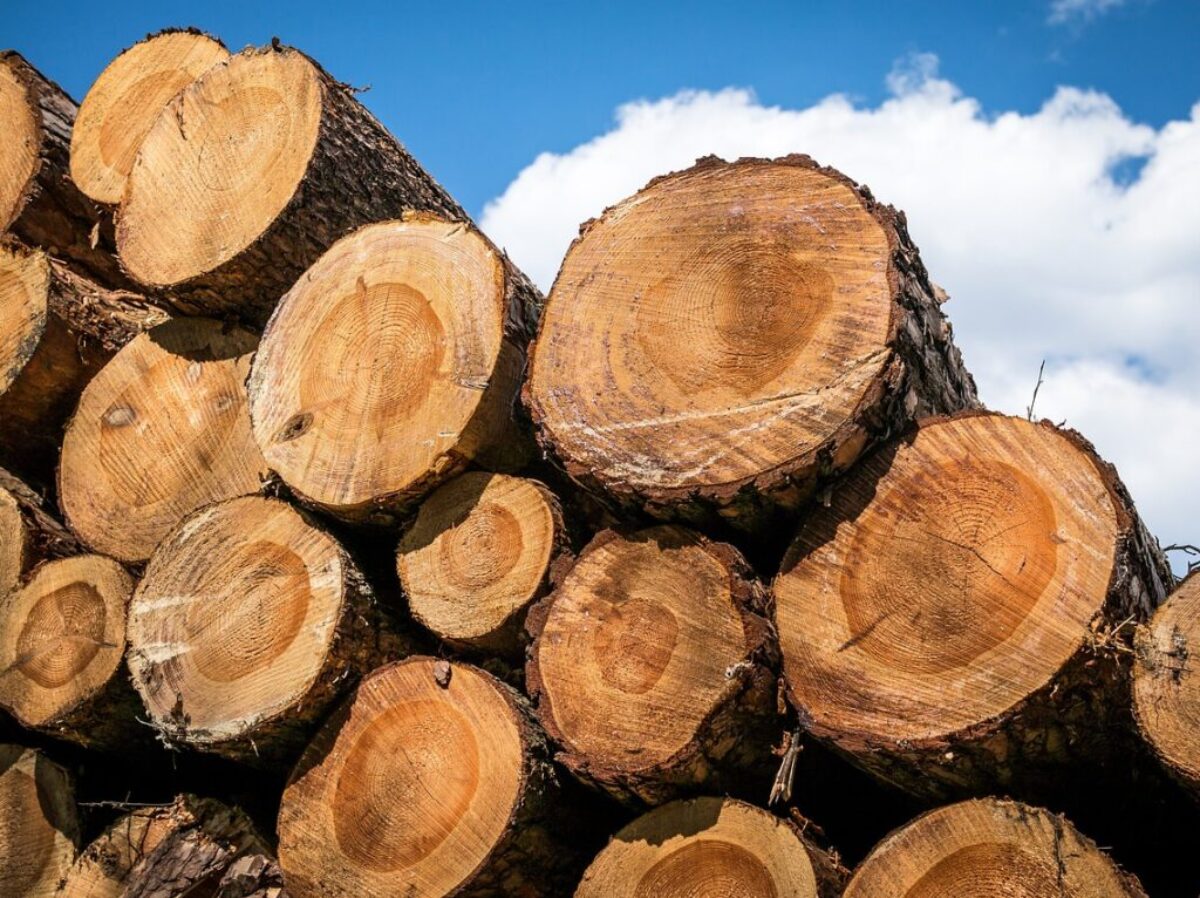 wood, tribes, tree trunks