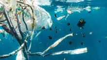 school of fish in water