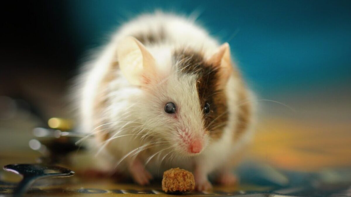 shallow focus photo of white hamster