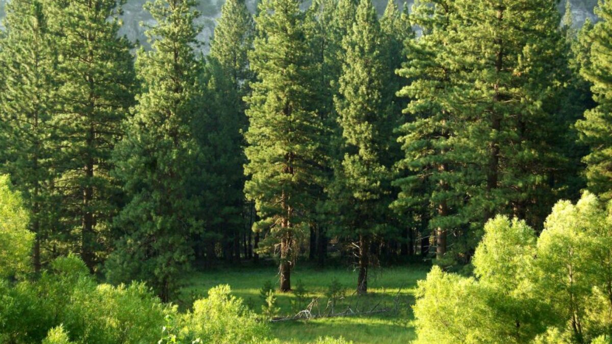 pine trees