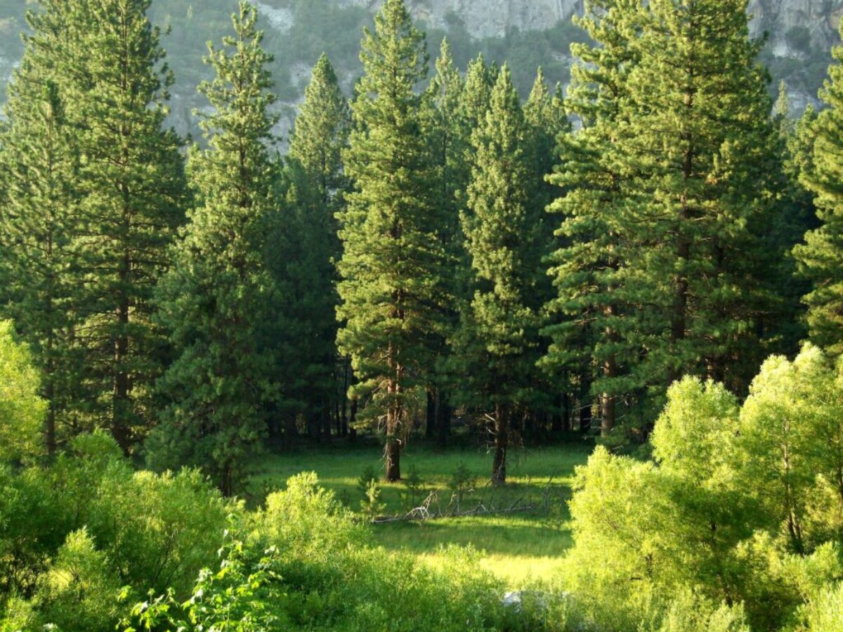 pine trees
