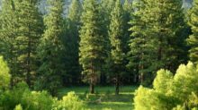 pine trees