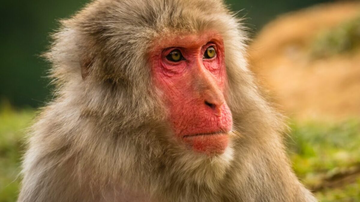 brown monkey in tilt shift lens