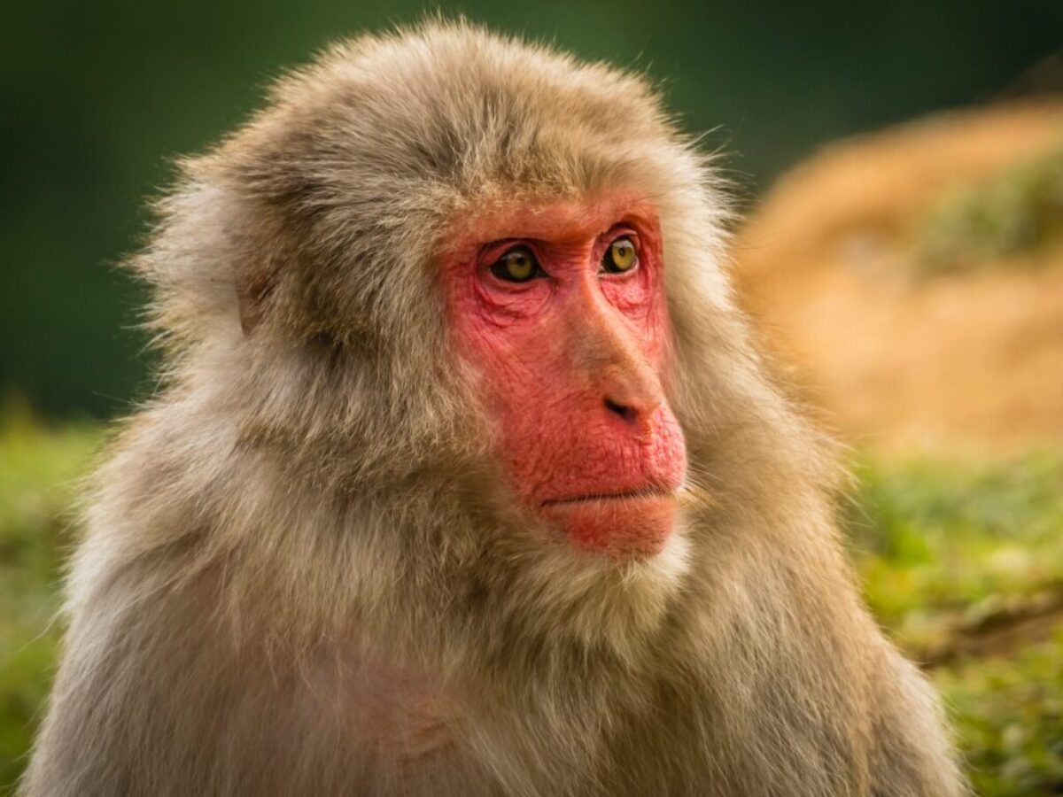 brown monkey in tilt shift lens