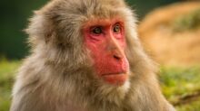 brown monkey in tilt shift lens