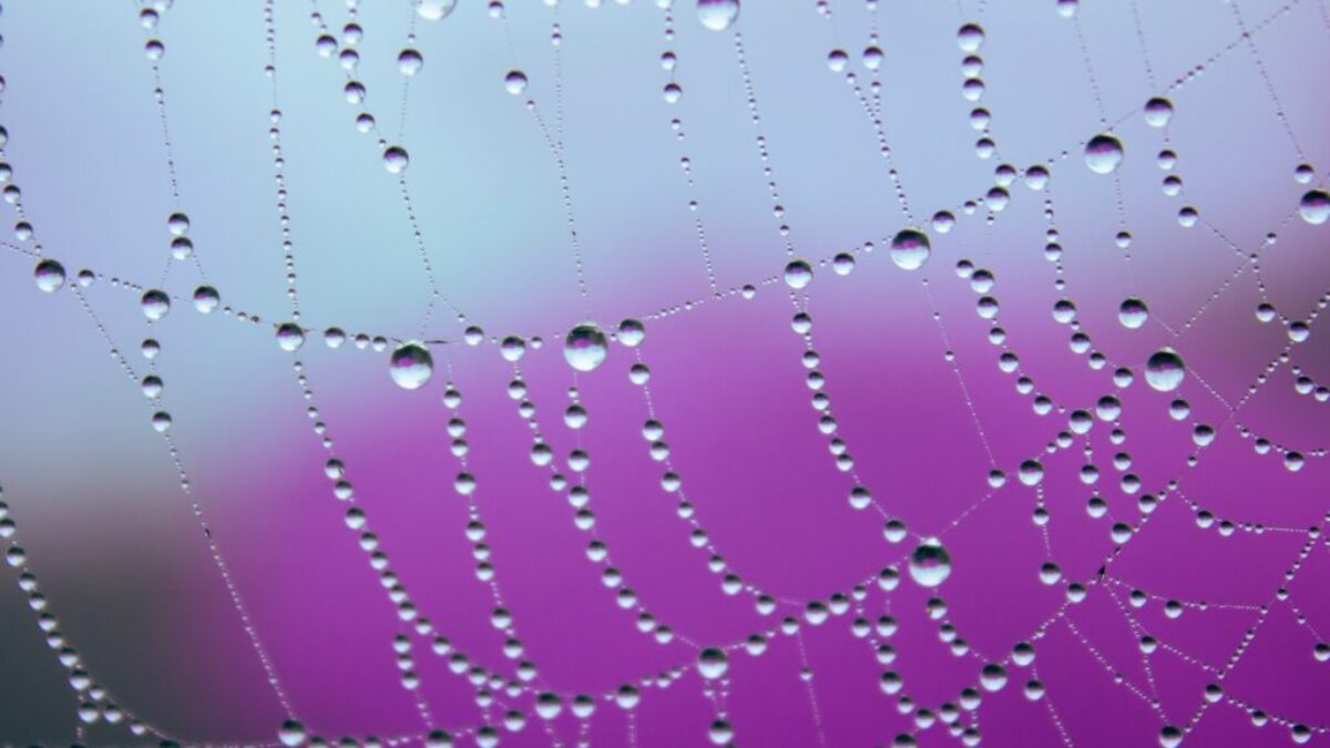 a spider web covered in water drops on a purple background
