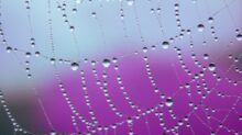 a spider web covered in water drops on a purple background