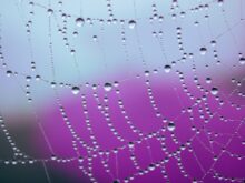 a spider web covered in water drops on a purple background