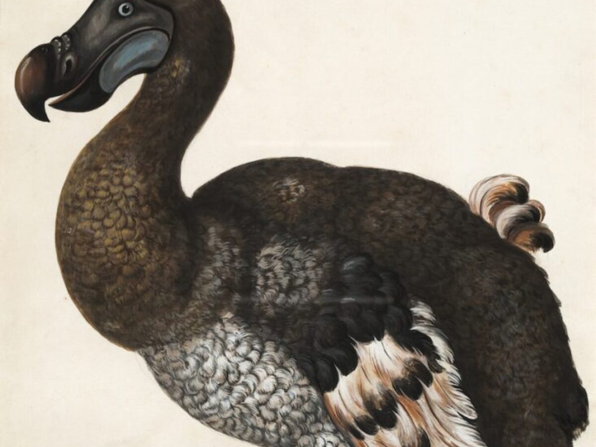brown and white dodo bird painting