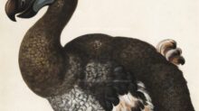 brown and white dodo bird painting