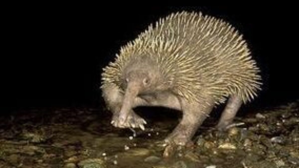 Paježura_attenboroughova