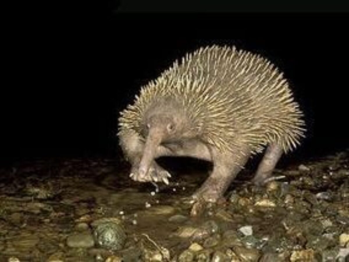 Paježura_attenboroughova