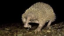Paježura_attenboroughova