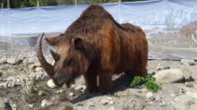 zdroj