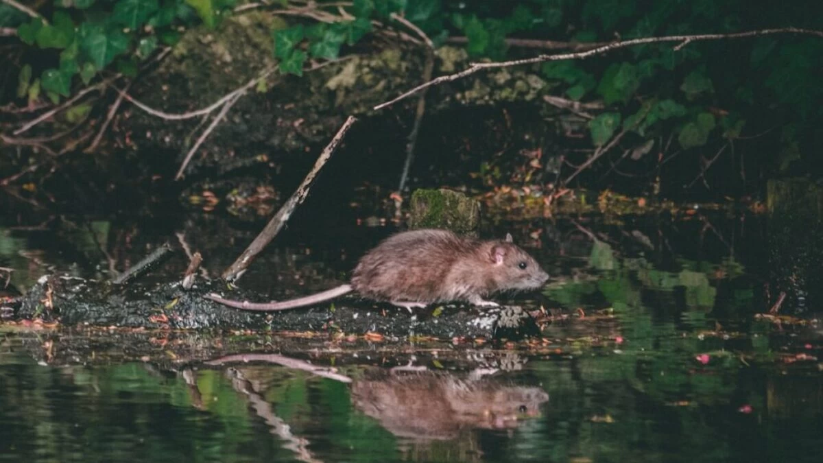 rat near body of water