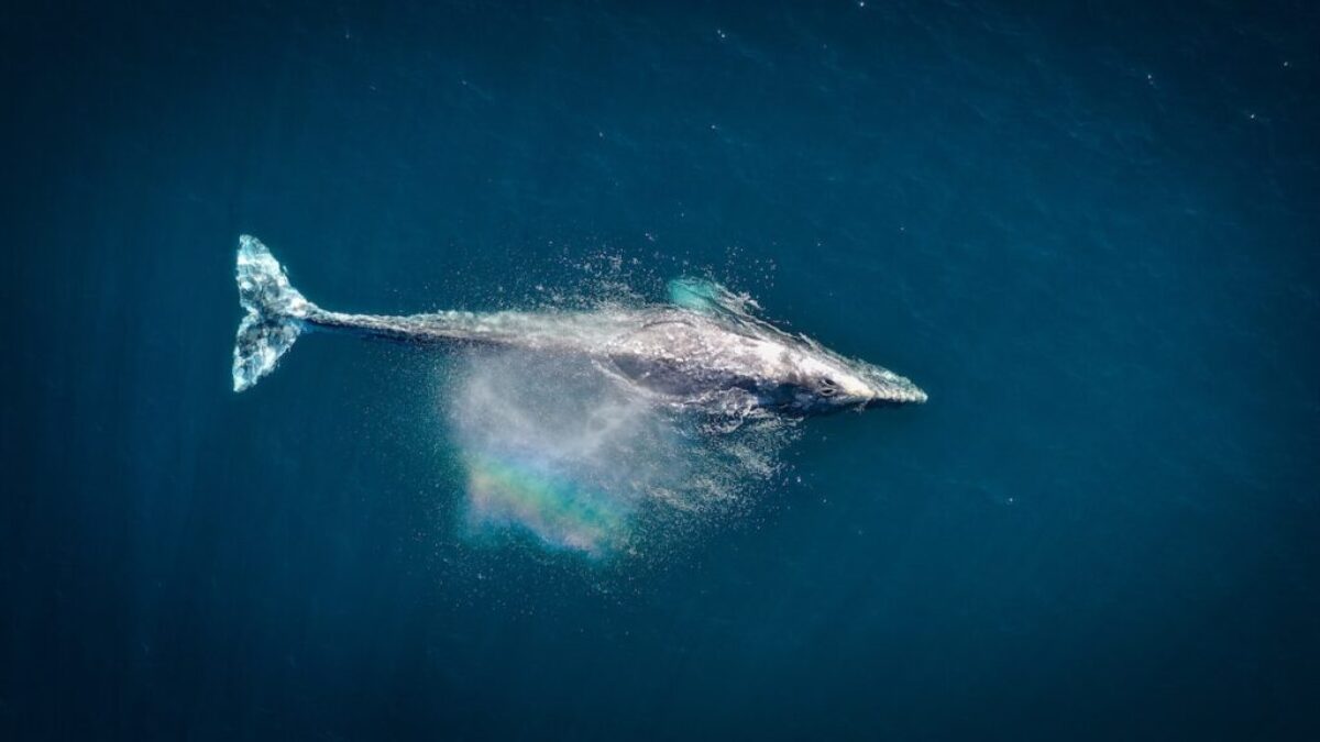 aerial photography of big fish during daytime
