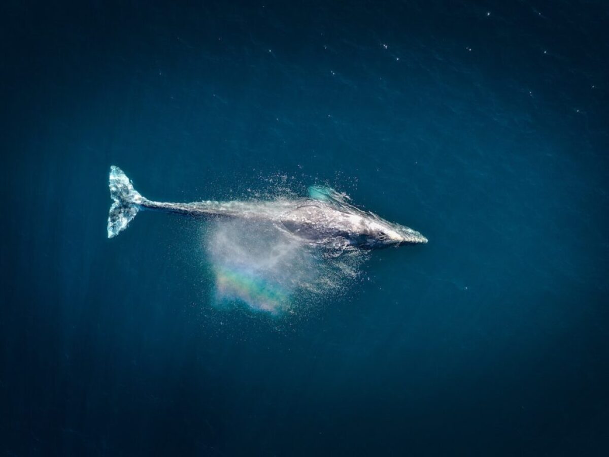 aerial photography of big fish during daytime