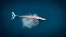 aerial photography of big fish during daytime