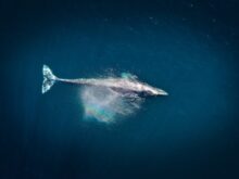 aerial photography of big fish during daytime
