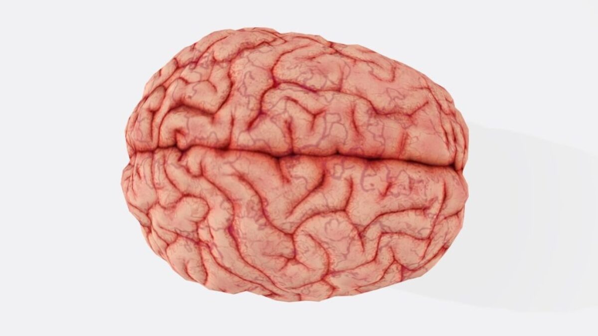 a close up of a human brain on a white background