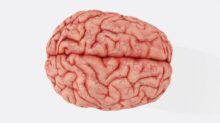 a close up of a human brain on a white background