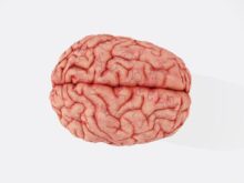 a close up of a human brain on a white background