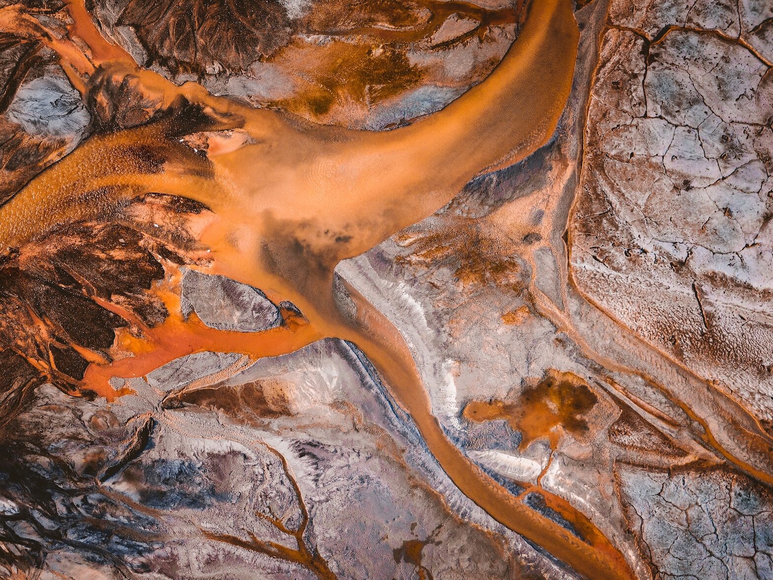 brown tree root