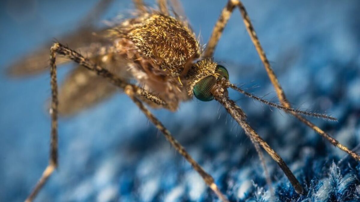 brown mosquito
