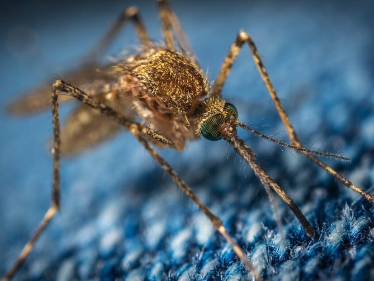 brown mosquito