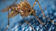 brown mosquito