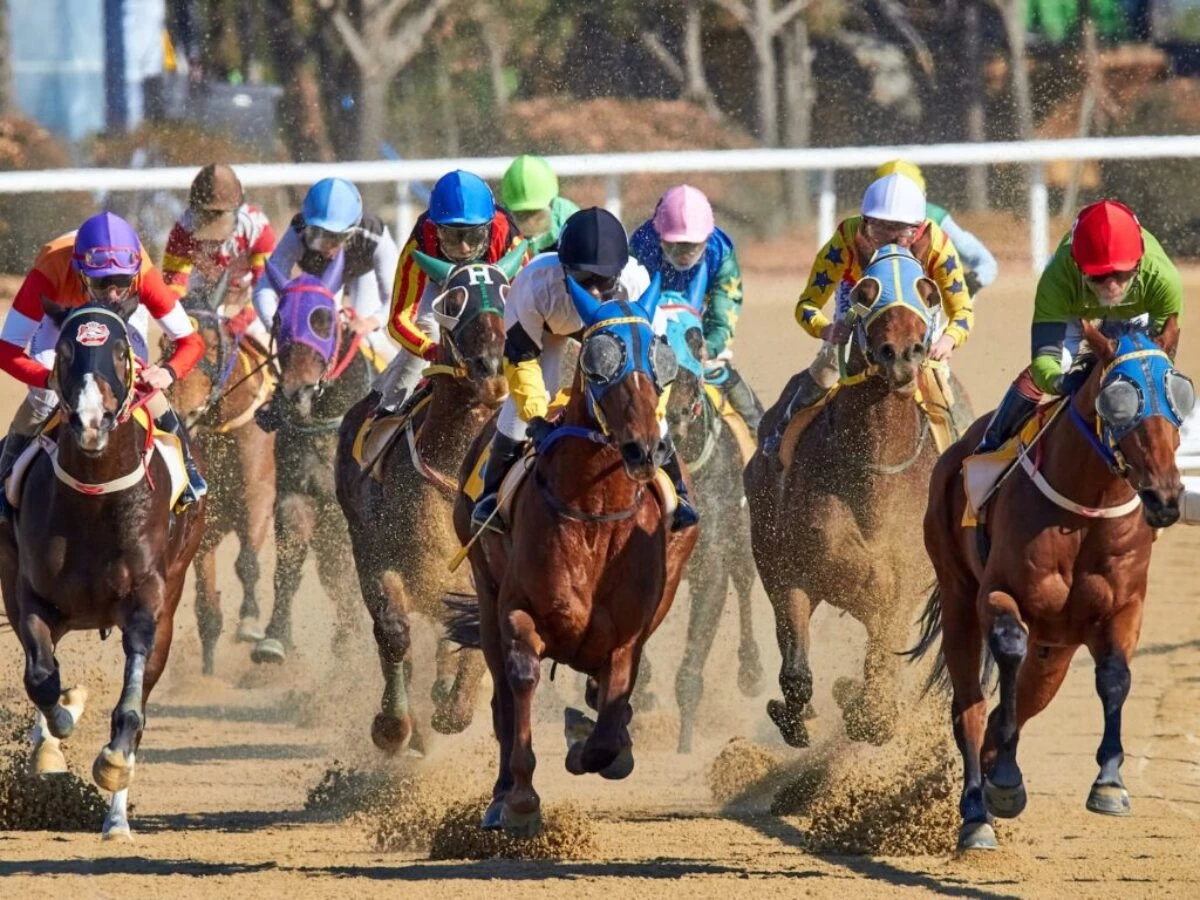 equestrian riding horse at daytime